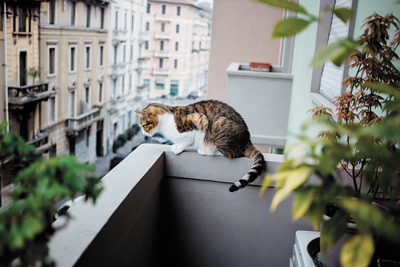 Gatos: facilidade para viver em prédio impulsiona compra de ração. 