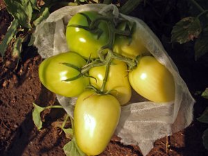 Saco de nãotecido aprimora cultivo de tomate de mesa