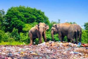 Índia: 10.000 toneladas diárias de lixo plástico despejadas em aterros.