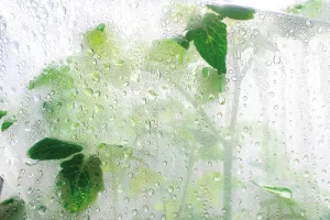Folhas de tomate em estufa sob luz do sol e filmes das paredes cobertos com gotas de condensação.
