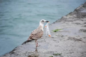 Poluição marinha: praias do Reino Unido refletem eficácia da taxação das sacolas plásticas descartáveis.