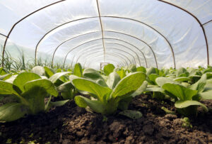 Estufa: soluções de PE da Borealis simplificam a formulação e barateiam a produção do agrofilme.