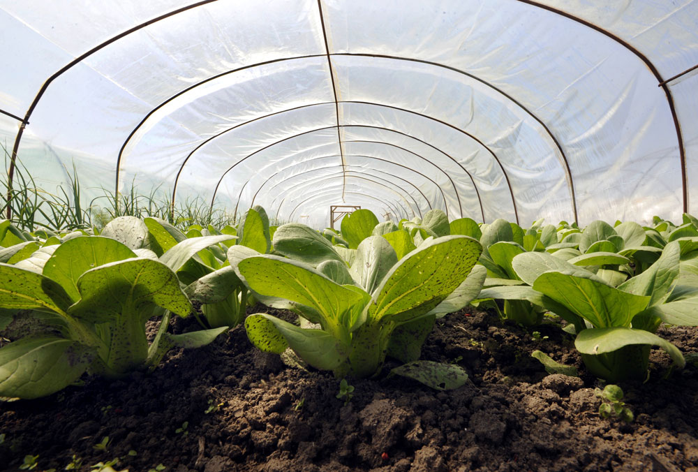Estufa: soluções de PE da Borealis simplificam a formulação e barateiam a produção do agrofilme.