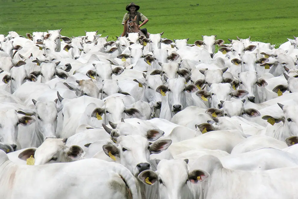 Agronegócio: principal fonte emissora de gases de efeito estufa no Brasil.