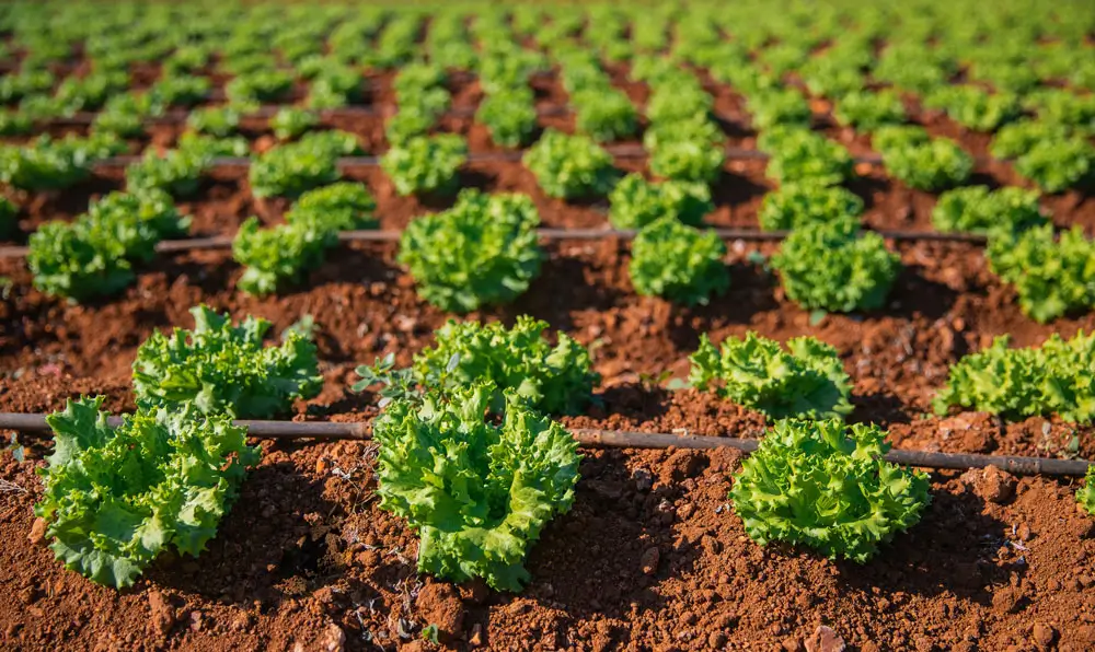 Hortifrútis: regularidade no cultivo respaldada pela irrigação localizada.