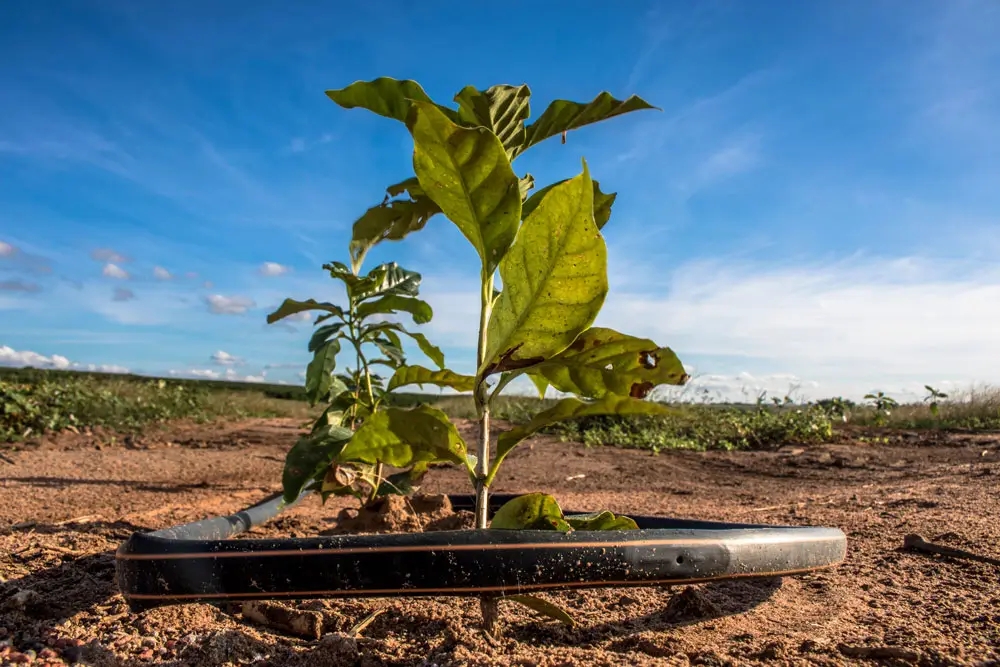 Muda de café: janelas de preço favorecem adoção da irrigação tecnificada.