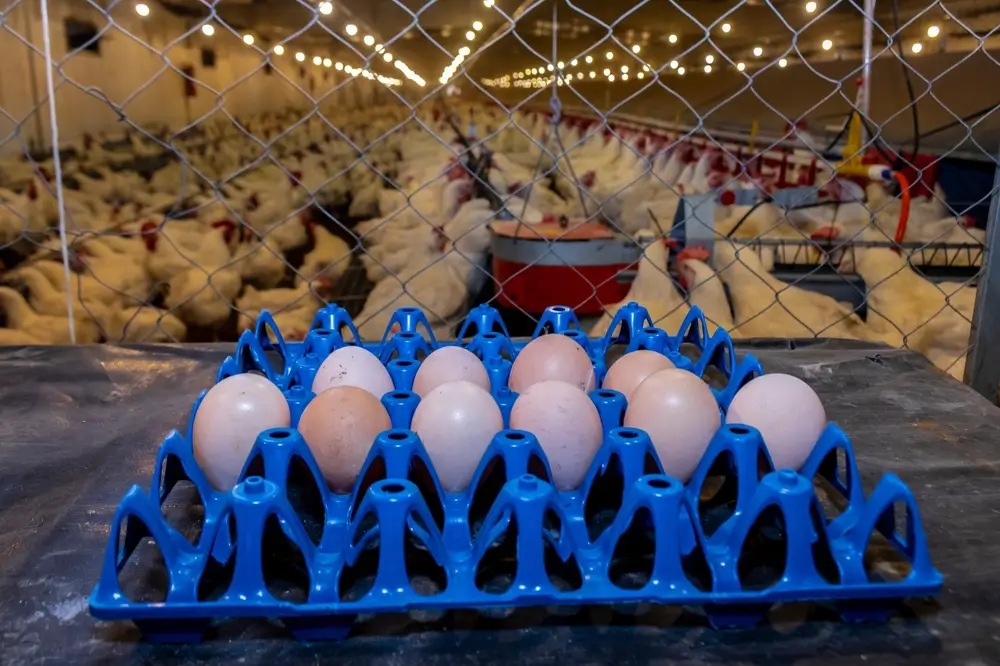 Brasil: crescimento de setores como alimentos contrasta com investimentos comedidos em plásticos transformados.